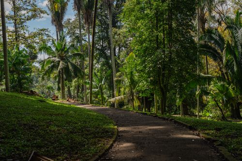Free A tranquil winding pathway through a dense tropical forest with towering palm trees and vibrant foliage. Stock Photo