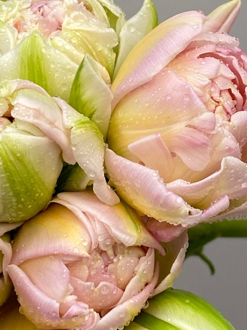 Fresh pastel pink peonies with dew drops, showcasing their natural beauty and delicate petals.
