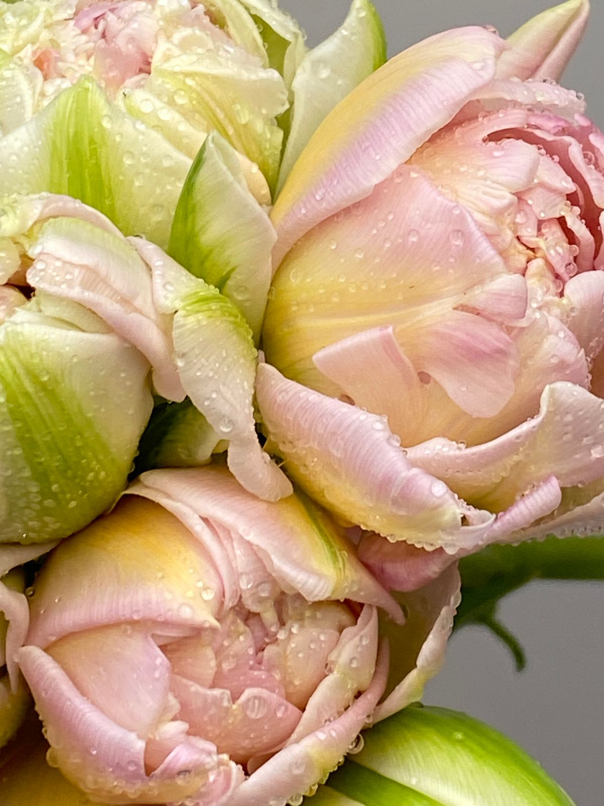 Pastel pink peonies covered in tiny dew drops