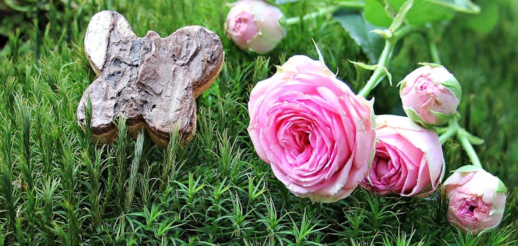 郁郁葱葱的绿草地上，粉红的玫瑰在木蝴蝶旁绽放，充满活力