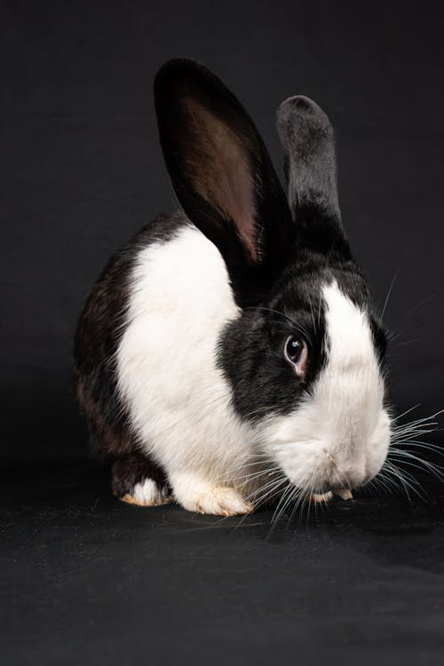 A black and white rabbit with a white tail