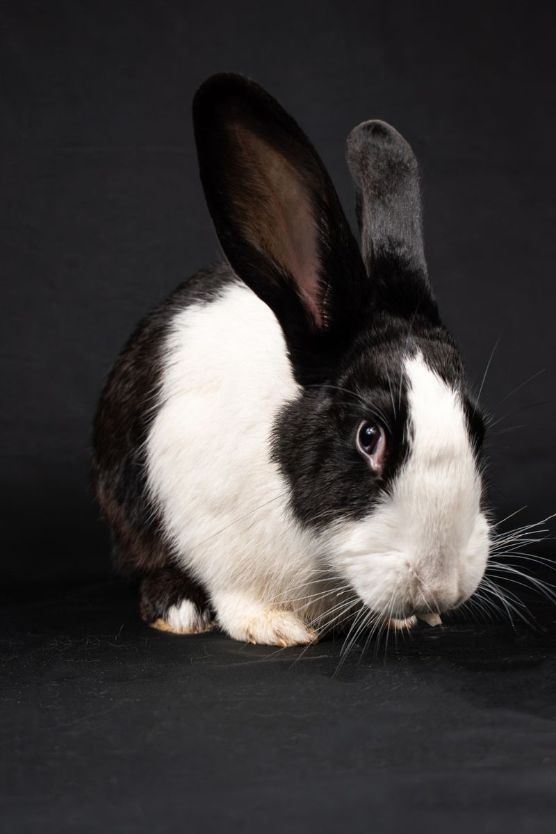 White and Black Rabbit on Gray Textile · Free Stock Photo