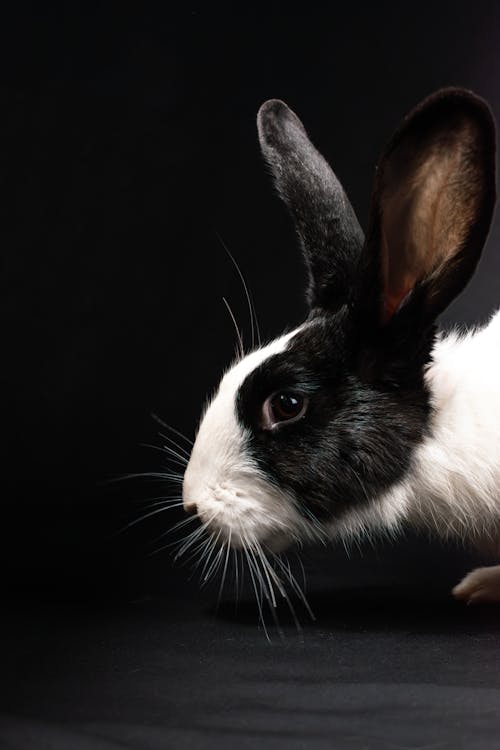 A black and white rabbit with a white ear