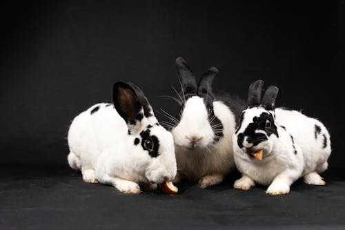 Three rabbits sitting on a black background