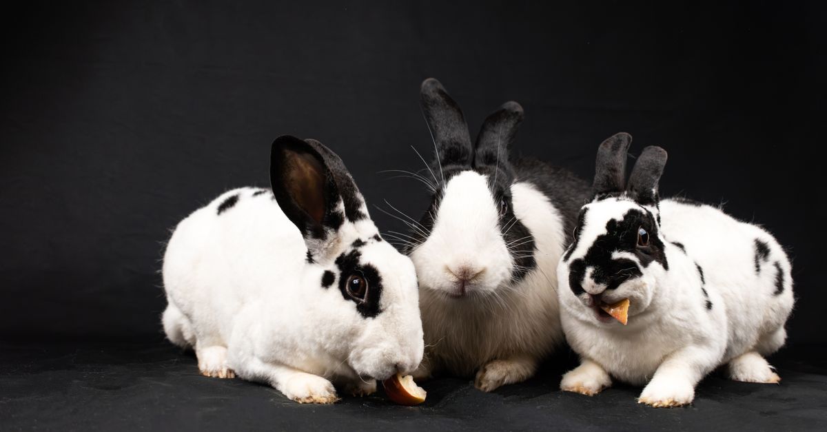 Rabbits Eating on Black Background · Free Stock Photo