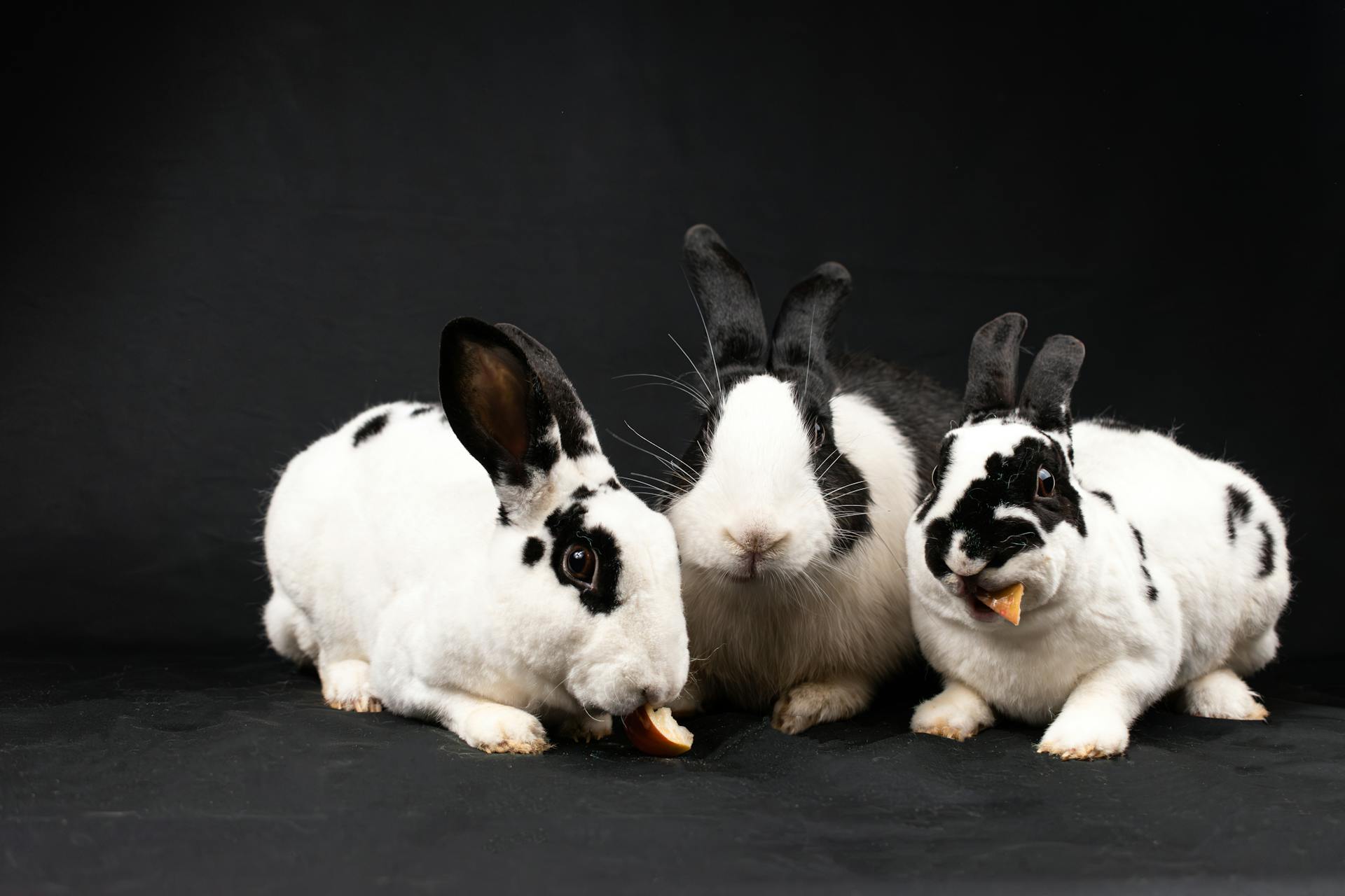 Rabbits Eating on Black Background