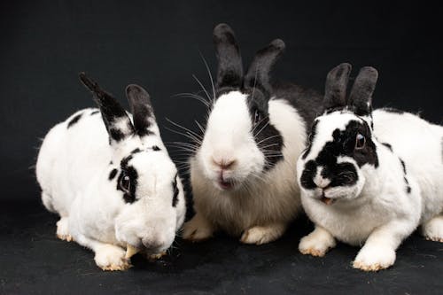 Three rabbits sitting on a black background