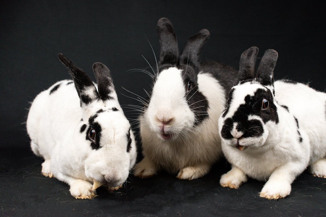 Foto profissional grátis de animais de estimação, animal, bonitinho