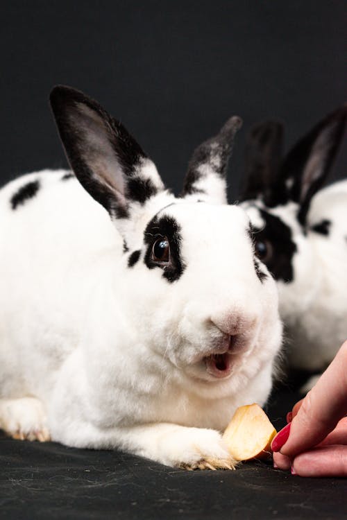 A rabbit eating a piece of apple on a black background