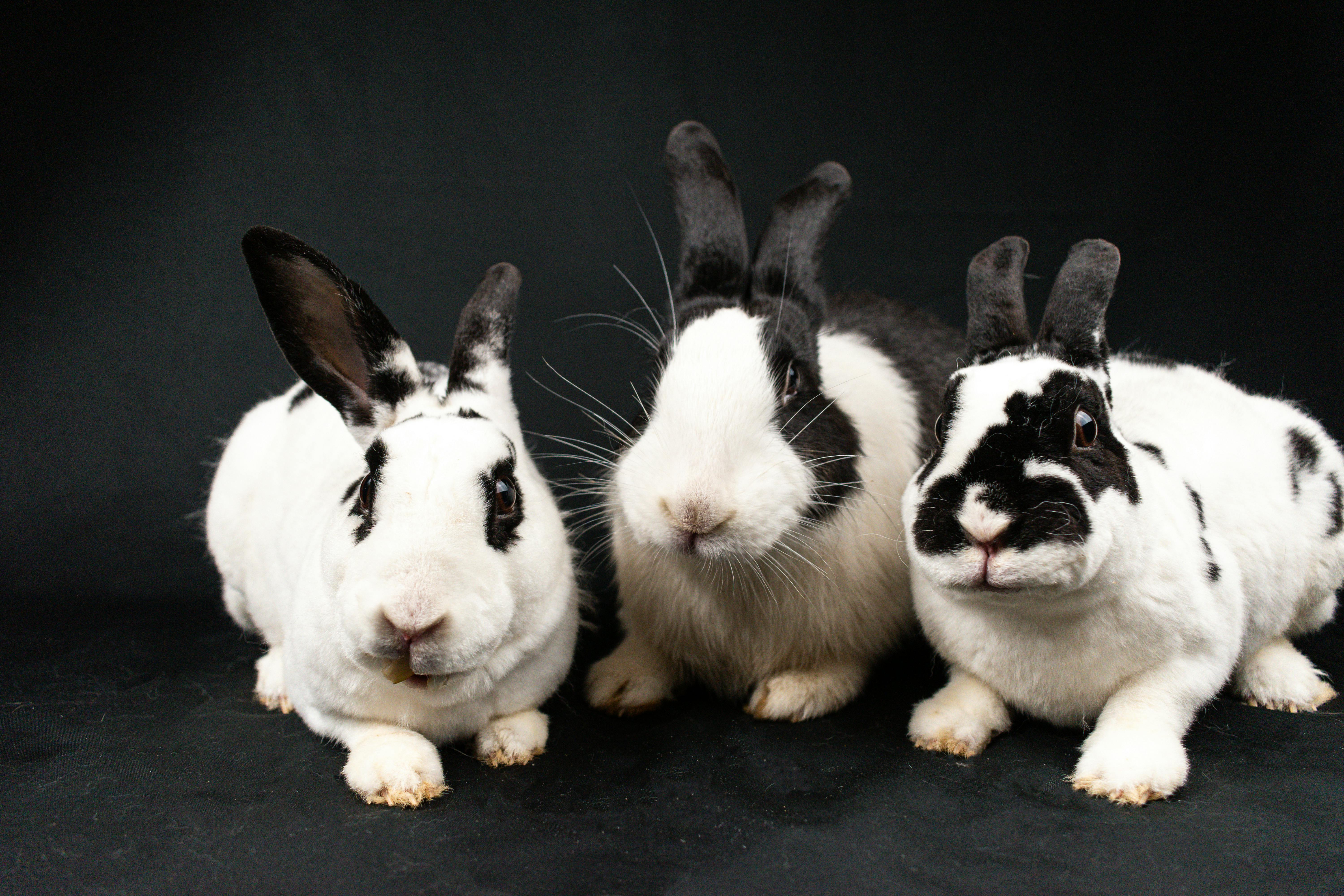Rex Rabbit Insurance UK