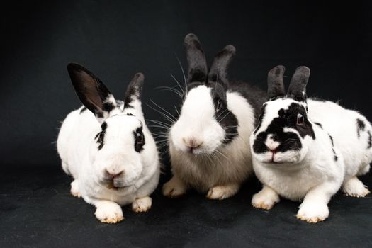 Three cute black and white rabbits posing together in a studio setting.