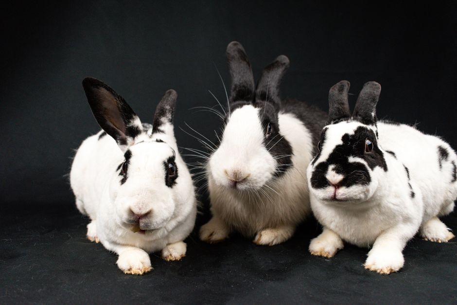 Three cute black and white rabbits posing together in a studio setting.