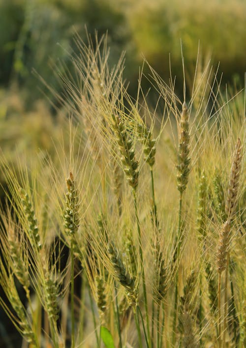 Wheat is growing in a field with green grass