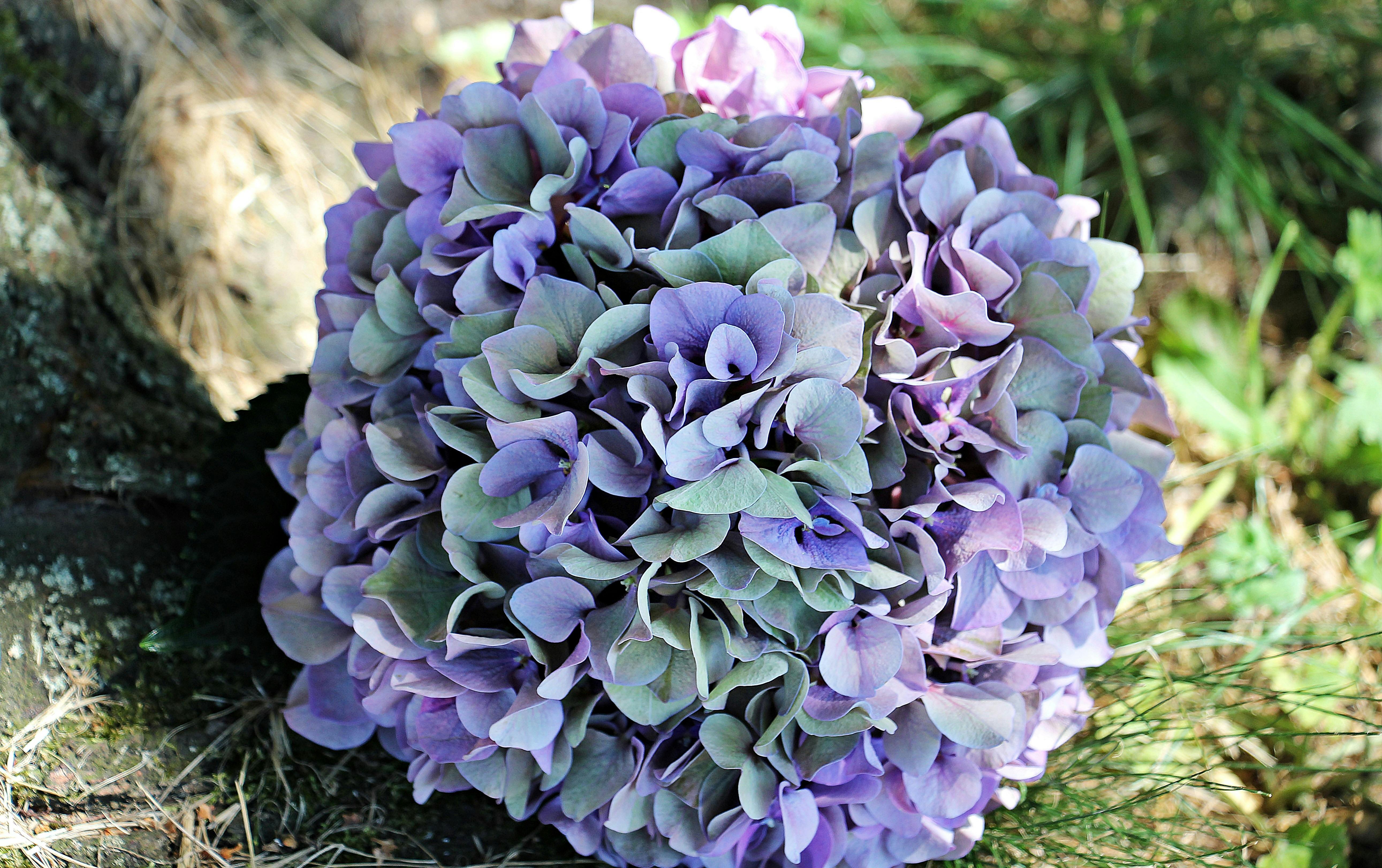 Donate Your Car >> Purple Multi Petal Flower on Grass · Free Stock Photo Donate Your Car >> Purple Multi Petal Flower on Grass · Free Stock Photo
