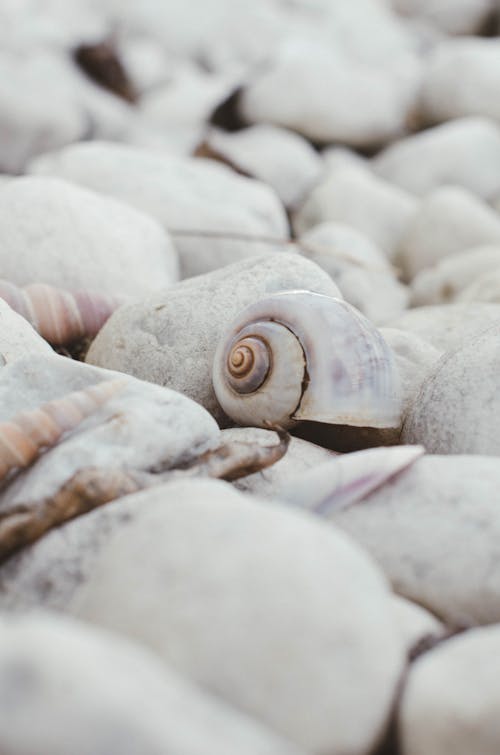 A snail on a rock with a shell on it