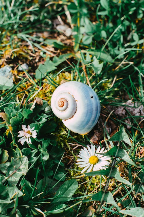 A snail on the grass with daisies