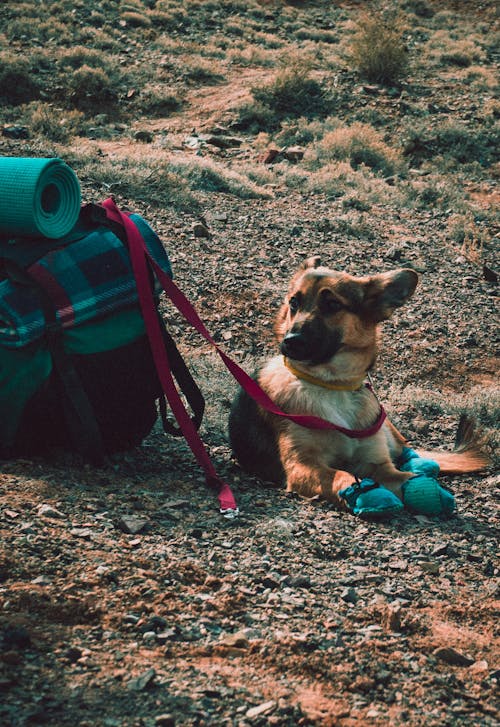 Dog Beside Bag