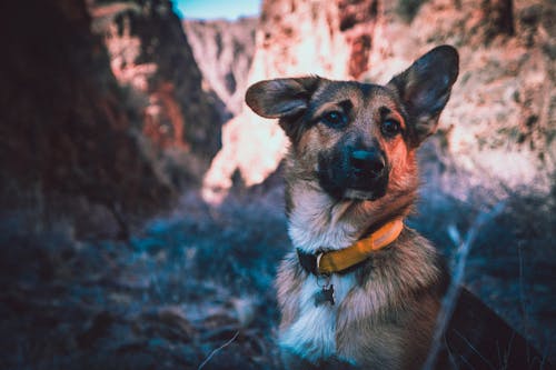 Photo of Black and Tan Dog