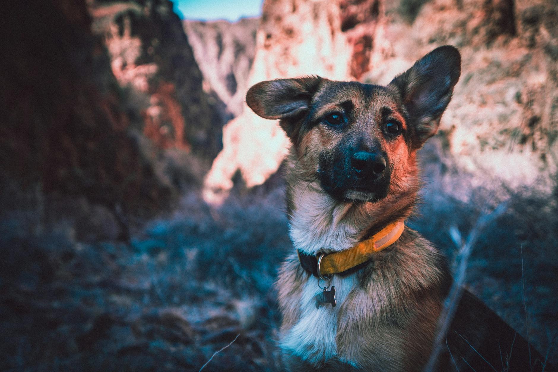 The Beginners Guide To Dog Shock Collar