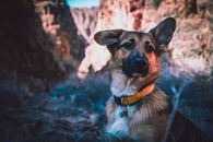 Photo of Black and Tan Dog