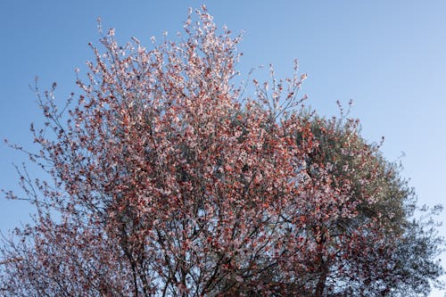 Photos gratuites de arbre, cerise, ciel clair