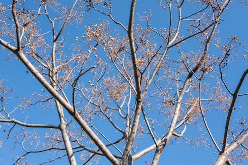 Foto d'estoc gratuïta de arbre, branques, cel clar