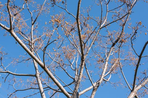 Free A tree with bare branches set against a clear blue sky in İzmir, Türkiye. Stock Photo
