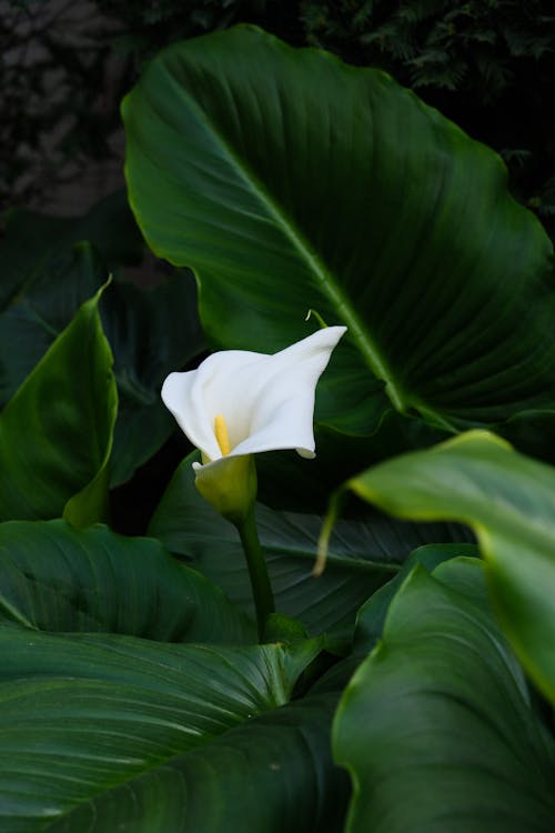 A white calla lily in a large green leafy plant