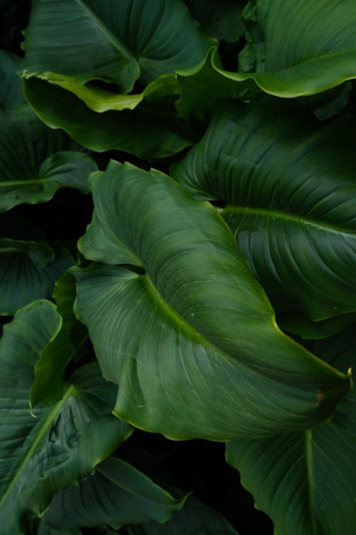 Free Close-up of vibrant green tropical leaves captured in İzmir, highlighting their lush texture. Stock Photo