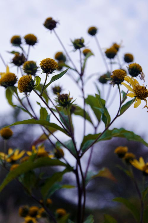 Free stock photo of beautiful flower, bunch of flowers, flower Stock Photo