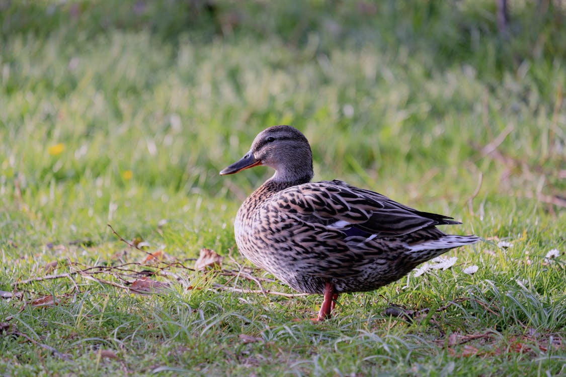 Ente im Gras