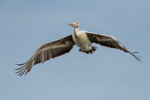 Pelican in Flight