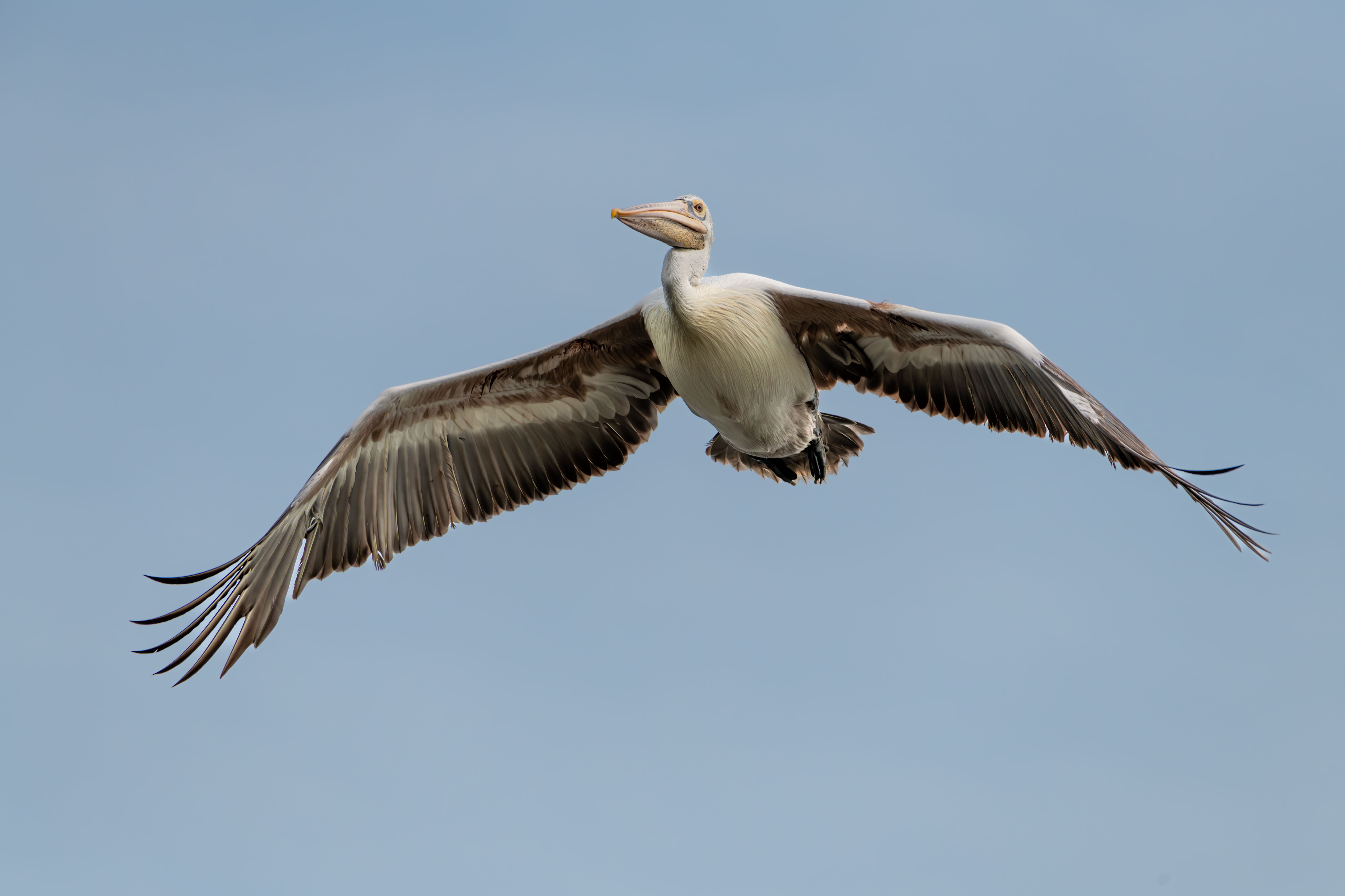 Flying Brown Pelican · Free Stock Photo