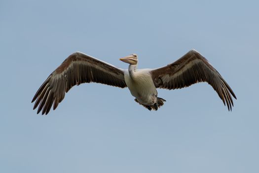 Pelican in Flight