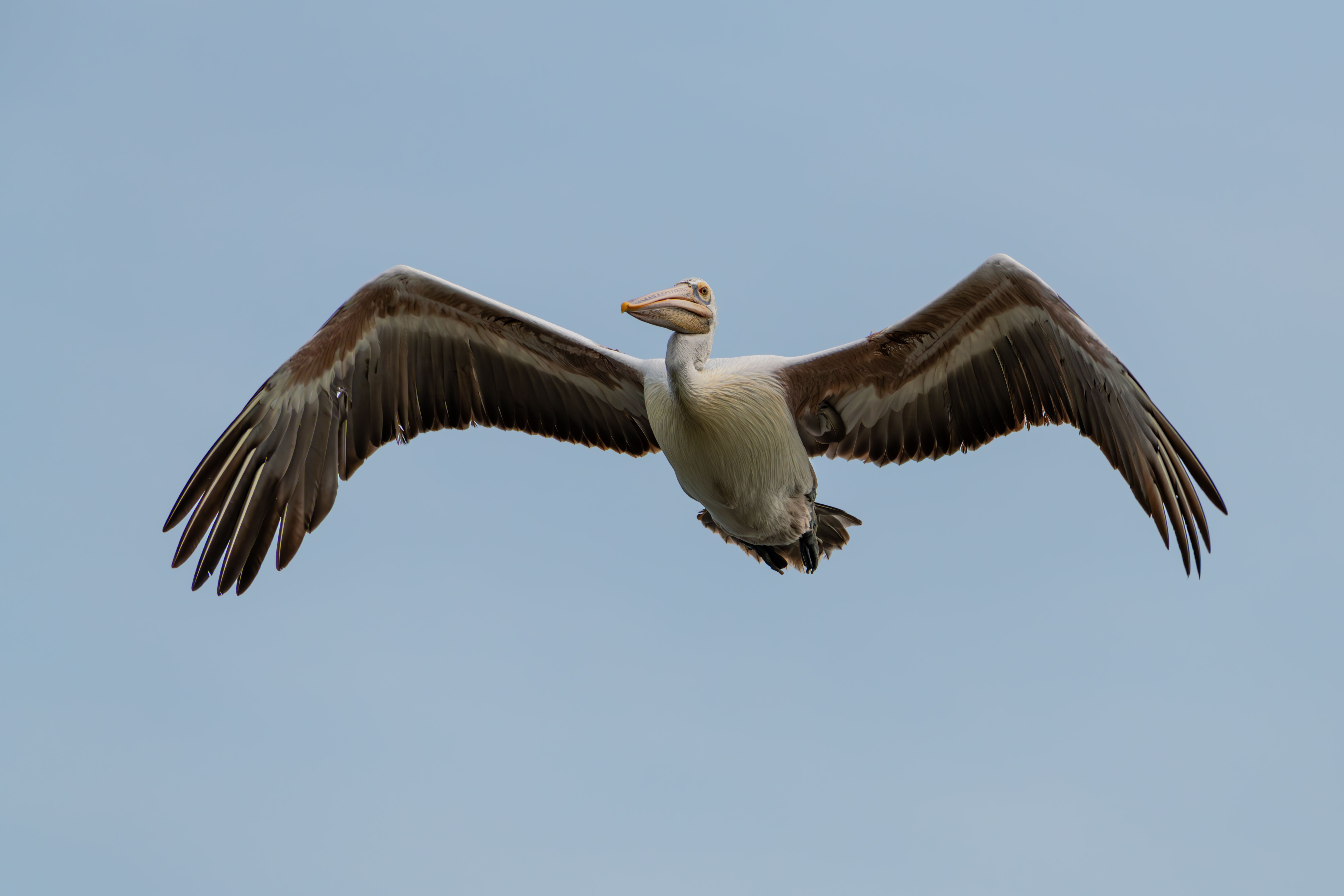 Flying Brown Pelican · Free Stock Photo