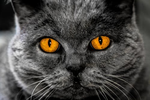 無料 短い毛皮の灰色の猫 写真素材