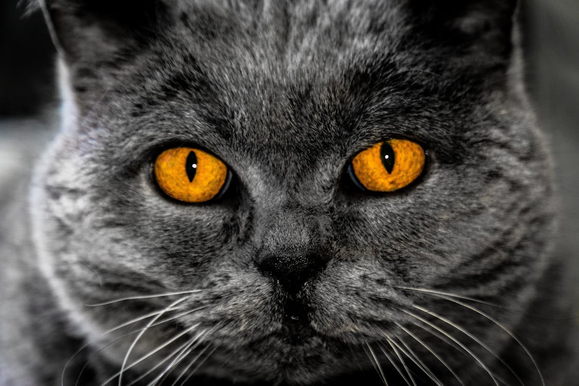 무료 짧은 털 회색 고양이 스톡 사진