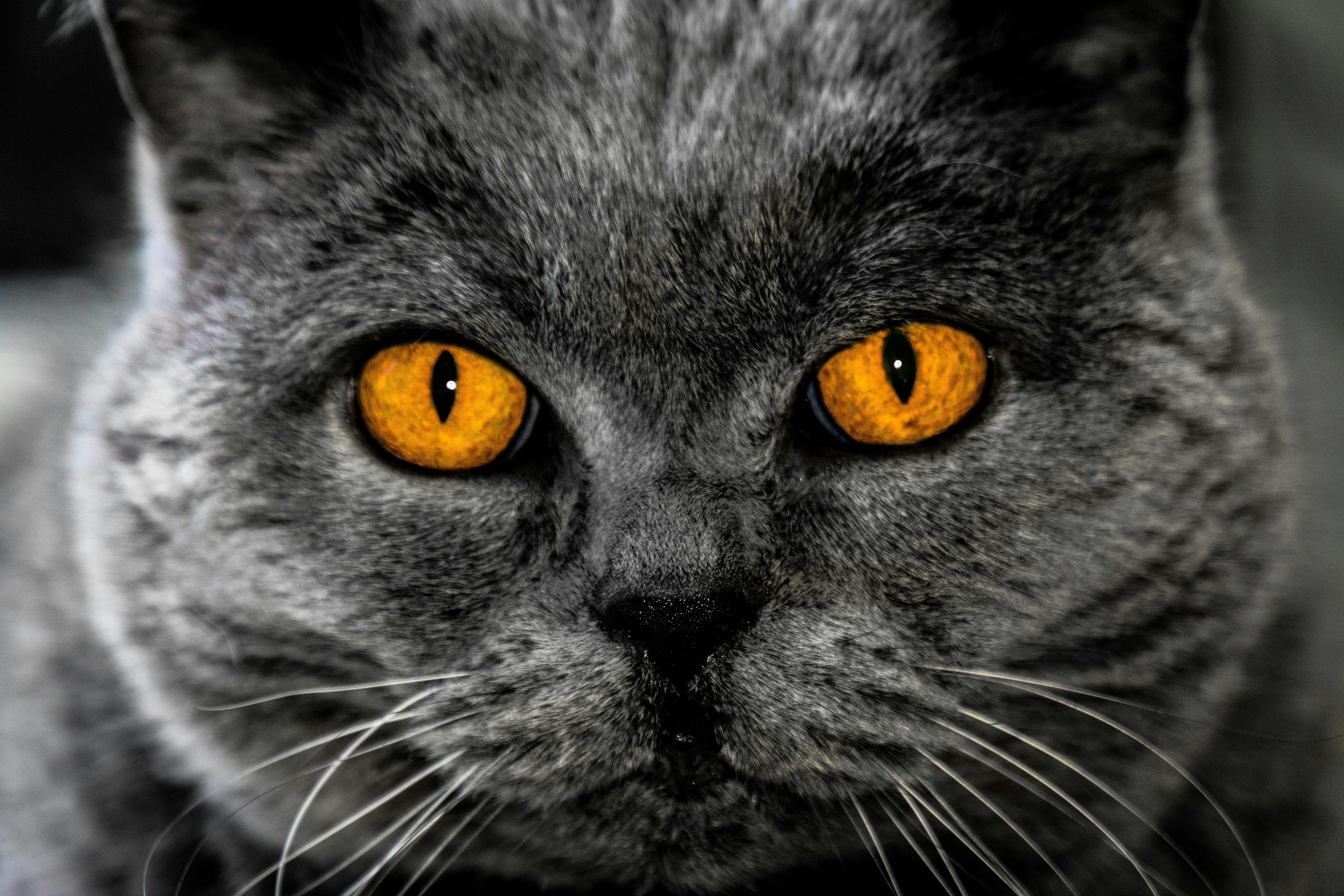  Foto  stok gratis tentang abu  Abu  abu  anak kucing 