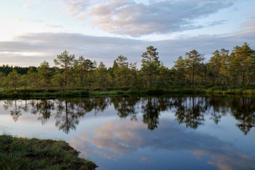 Free Peaceful reflection of trees on a serene lake under a cloudy sky, showcasing tranquil nature. Stock Photo