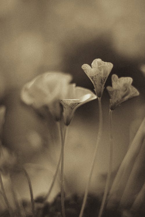 A sepia photograph of some flowers