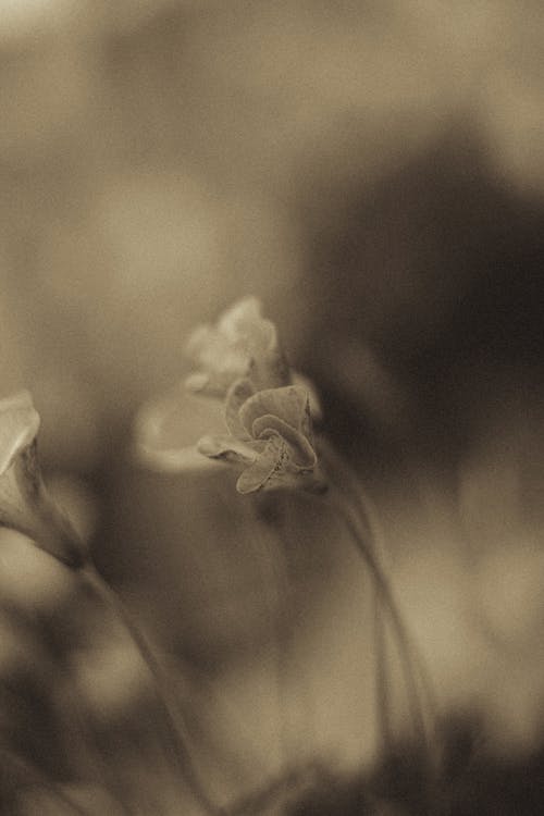A sepia photograph of some flowers