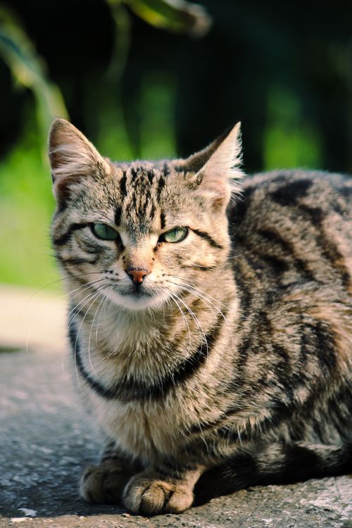 Free A serene tabby cat sitting outdoors, capturing natural beauty and calmness. Stock Photo