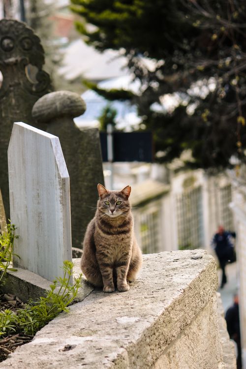 Free A tranquil scene of a tabby cat sitting on a stone wall in an urban cemetery. Stock Photo