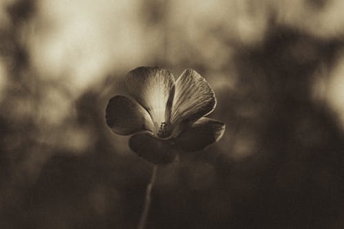 A black and white photo of a flower