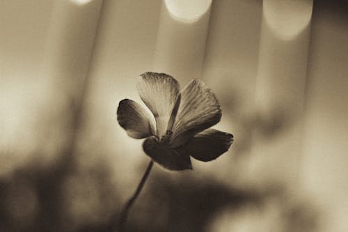 A black and white photo of a flower