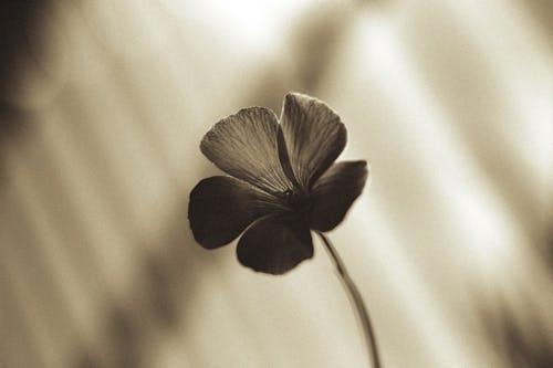 A black and white photo of a single clover