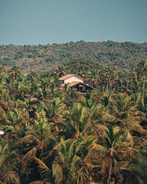 Free A tranquil house nestled within a dense palm forest in Calangute, Goa, India. Stock Photo