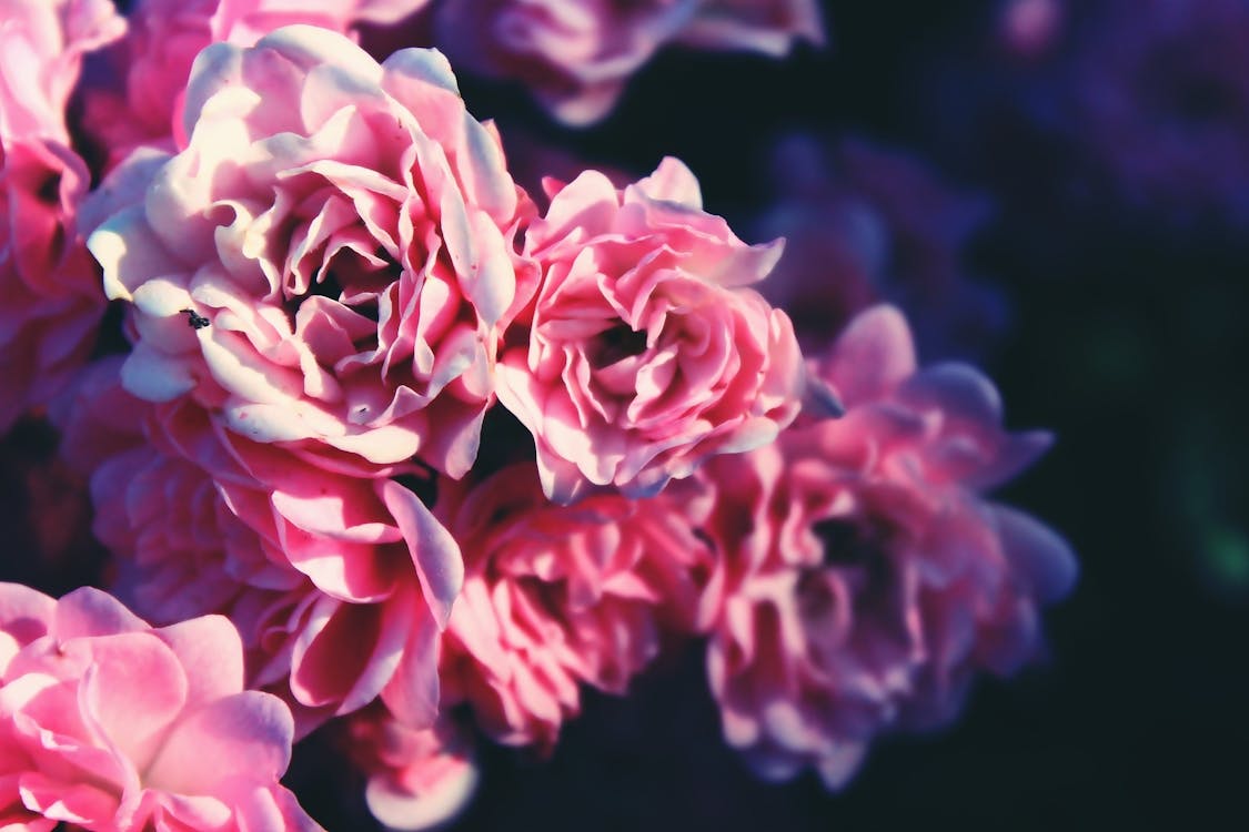 無料 ピンクの花のクローズアップ写真 写真素材