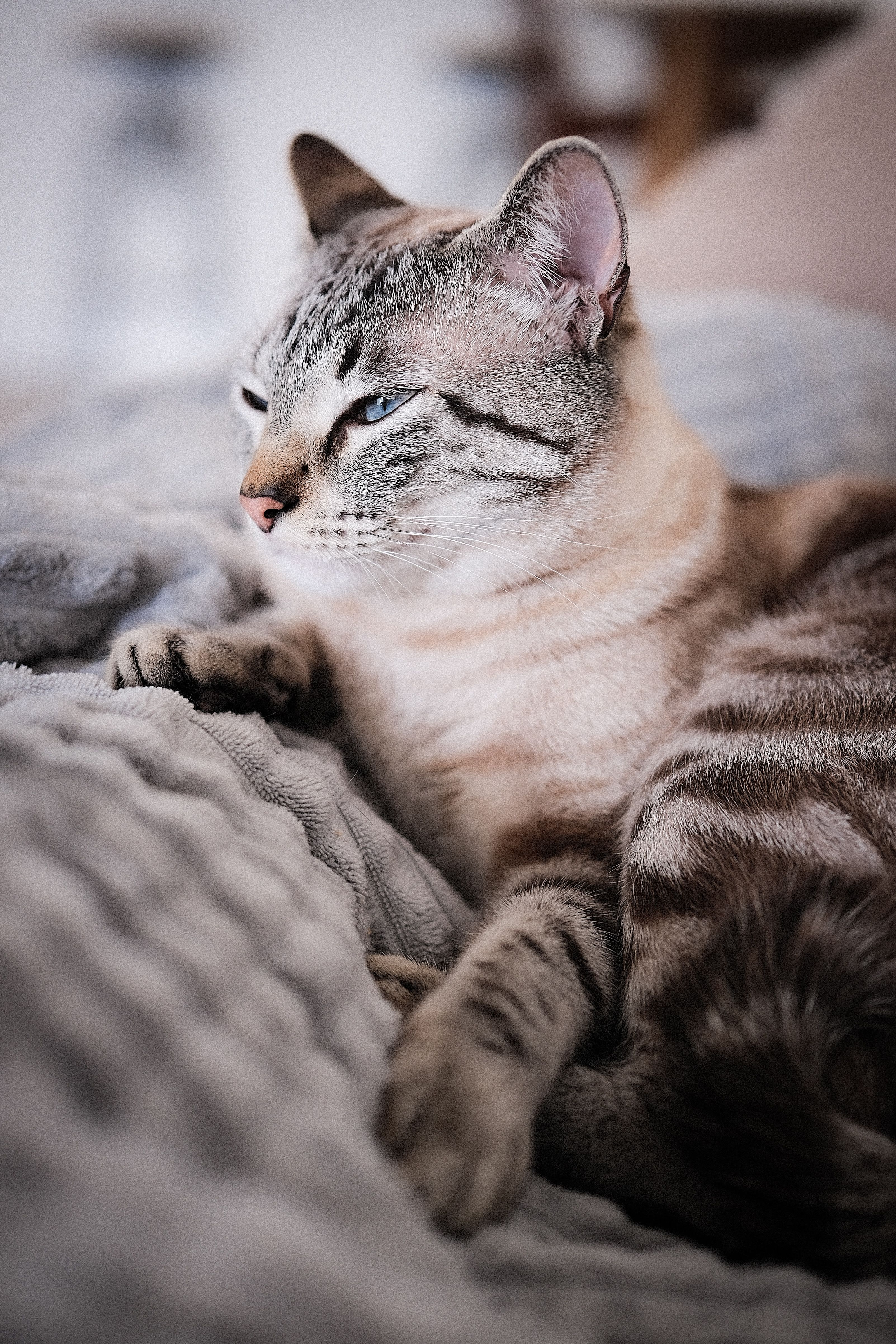 A cat laying on a bed with its eyes closed · Free Stock Photo