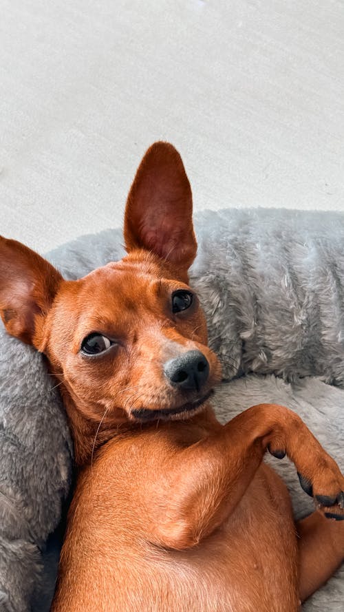 A small dog laying on a bed with its paws up